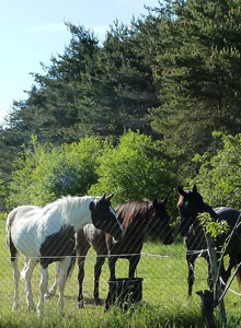 rando equestre hautes alpes